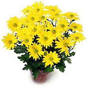 Morristown Florist | Yellow Mum