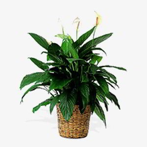 Morristown Florist | Peace Lily