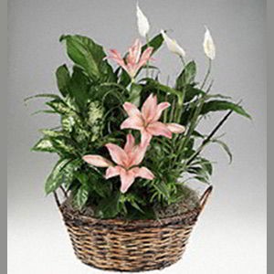 Morristown Florist | Lily Garden