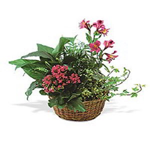 Morristown Florist | Kalanchoe Basket