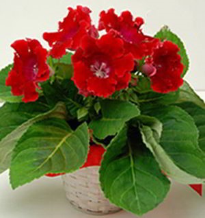 Morristown Florist | Gloxinia