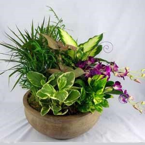 Morristown Florist | Dendrobium Garden 