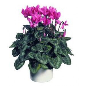 Morristown Florist | Cyclamen