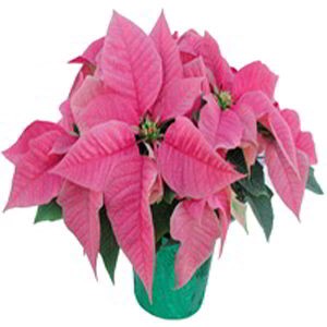 Morristown Florist | Pink Poinsettia