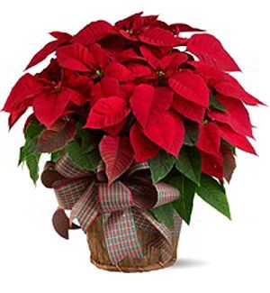 Morristown Florist | Large Red Poinsettia