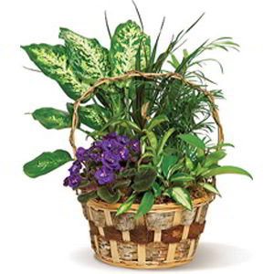 Morristown Florist | Pretty Basket